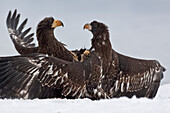 Steller's Sea Eagle (Haliaeetus pelagicus) juveniles fighting, Kamchatka, Russia