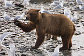 Grizzly Bear (Ursus arctos horribilis) and Glaucous-winged Gulls (Larus glaucescens) on riverbank, Alaska