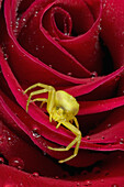 Crab Spider (Diaea dorsata) on rose, Alaska