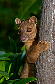 Fossa (Cryptoprocta ferox) climbing tree, native to Madagascar