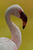 Lesser Flamingo (Phoenicopterus minor), native to Africa