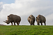 White Rhinoceros (Ceratotherium simum) trio, native to Africa