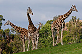 Giraffe (Giraffa camelopardalis) adults and calf, native to Africa