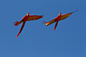 Scarlet Macaw (Ara macao) pair flying, native to South America