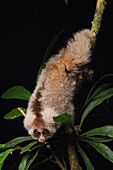 Slow Loris (Nycticebus kayan) juvenile, Gunung Mulu National Park, Malaysia