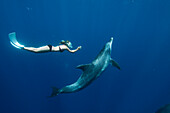 Indo-pacific Bottlenose Dolphin (Tursiops aduncus) and diver, Ogasawara Island, Japan
