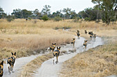 African Wild Dog (Lycaon pictus) pack using dirt road while hunting, northern Botswana