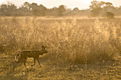 African Wild Dog (Lycaon pictus) on the hunt at sunset, northern Botswana