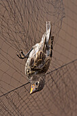 Medium Ground Finch (Geospiza fortis) caught in mist net to be studied for avian pox, Puerto Ayora, Santa Cruz Island, Galapagos Islands, Ecuador