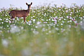 White-tailed Deer (Odocoileus virginianus) female in field of wildflowers, southern Texas