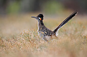 Greater Roadrunner (Geococcyx californianus) displaying, southern Texas