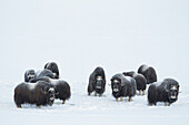 Muskox (Ovibos moschatus) herd in snow, western Alaska