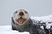 Sea Otter (Enhydra lutris) on snow yawning, Prince William Sound, Alaska