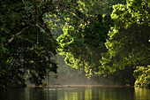 Mapari River and rainforest, north Rupununi, Guyana
