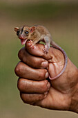 Woolly Opossum (Caluromys philander) young in defensive display, Rupununi, Guyana