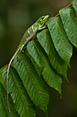 Many-colored Bush Anole (Polychrus marmoratus) on branch, Iwokrama Rainforest Reserve, Guyana