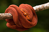 Common Tree Boa (Corallus hortulanus) coiled around branch, Iwokrama Rainforest Reserve, Guyana, manipulated image