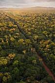 Rainforest with road at sunrise, Iwokrama Rainforest Reserve, Guyana