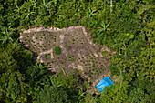 Marijuana (Cannabis indica) fields in rainforest, Guyana