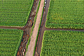 Sugarcane (Saccharum officinarum) plantations and empty canal, Guyana