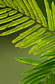 Green Vine Snake (Oxybelis fulgidus), Iwokrama Rainforest Reserve, Guyana