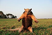 Southern Anteater (Tamandua tetradactyla) in defensive posture, Pantanal, Brazil