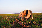 Southern Anteater (Tamandua tetradactyla) in grassland, Pantanal, Brazil