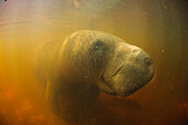 Antillean Manatee (Trichechus manatus manatus) in shallow mangrove waters, Tatuamunha River, Brazil