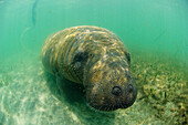 Antillean Manatee (Trichechus manatus manatus) carring a radio transmiter in coastal shallow waters, Brazil