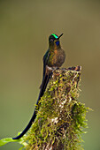 Violet-tailed Sylph (Aglaiocercus coelestis) male, Mindo Cloud Forest, western slope of Andes, Ecuador