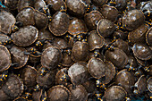 Yellow-spotted Amazon River Turtle (Podocnemis unifilis) yearlings, part of reintroduction to the wild program, Orinoco River, Apure, Venezuela