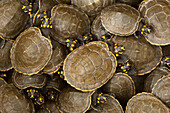 Yellow-spotted Amazon River Turtle (Podocnemis unifilis) yearlings, part of reintroduction to the wild program, Orinoco River, Apure, Venezuela