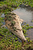 Orinoco Crocodile (Crocodylus intermedius) female used for captive breeding program, Hato Masaguaral working farm and biological station, Venezuela