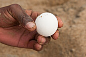 South American River Turtle (Podocnemis expansa) egg being dug up for relocation to safer, higher ground, part of reintroduction to the wild program, Playita Beach, Orinoco River, Apure, Venezuela