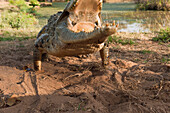 Orinoco Crocodile (Crocodylus intermedius) female used for captive breeding program, Hato Masaguaral working farm and biological station, Venezuela