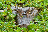 Spectacled Caiman (Caiman crocodilus) in Water Lettuce (Pistia stratiotes), Hato Masaguaral working farm and biological station, Venezuela