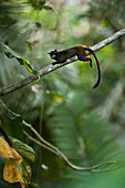 Black-mantled Tamarin (Saguinus nigricollis) in tree, Napo River, Yasuni National Park, Amazon, Ecuador