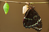 Morpho Butterfly (Morpho achilles) emerged from chrysalis with another chrysalis close by, Napo River, Yasuni National Park, Amazon, Ecuador