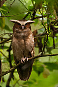 Crested Owl (Lophostrix cristata), Napo River, Yasuni National Park, Amazon, Ecuador
