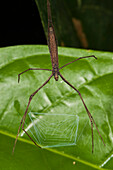 Ogrefaced Spider (Deinopidae) with web suspended between its own legs, Napo River, Yasuni National Park, Amazon, Ecuador