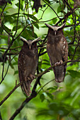 Crested Owl (Lophostrix cristata) pair, Napo River, Yasuni National Park, Amazon, Ecuador