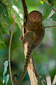 Pygmy Marmoset (Cebuella pygmaea), Napo River, Yasuni National Park in rainforest, Amazon, Ecuador
