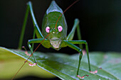 Katydid (Caedicia sp), newly discovered species, Muller Range, Papua New Guinea