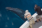 Humpback Whale (Megaptera novaeangliae) near surface and whale watchers, Baja California, Mexico