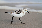 Sanderling (Calidris alba) on beach, Magdalen Islands, Quebec, Canada