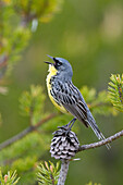 Kirtland's Warbler (Setophaga kirtlandii) male calling, Rifle River Recreation Area, Michigan