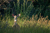 White-tailed Deer (Odocoileus virginianus) doe in meadow, Wyoming