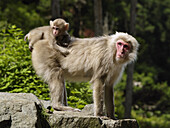 Japanese Macaque (Macaca fuscata) mother carrying young, Jigokudani, Japan