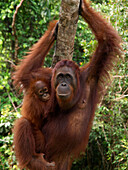 Orangutan (Pongo pygmaeus) mother with young, Borneo, Malaysia