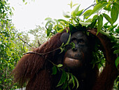 Orangutan (Pongo pygmaeus) using branches to shelter from rain, Borneo, Malaysia